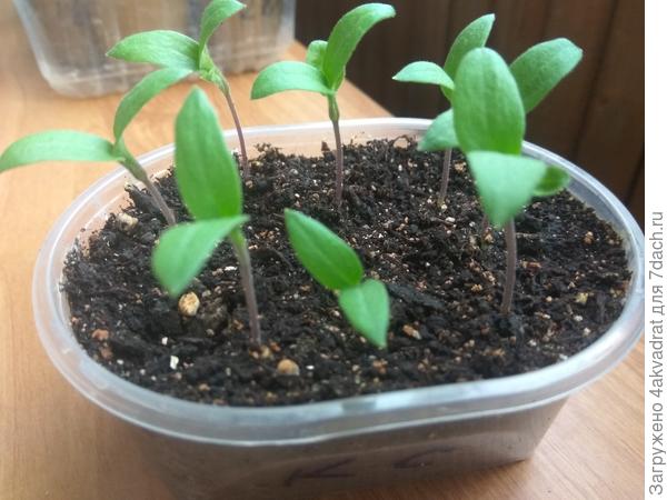 Как вырастить отличную рассаду баклажанов за 45 дней