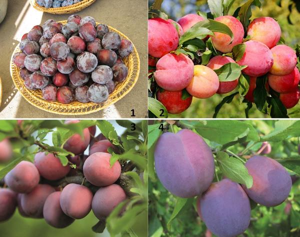 Закладка плодового сада: выбор саженцев и посадка