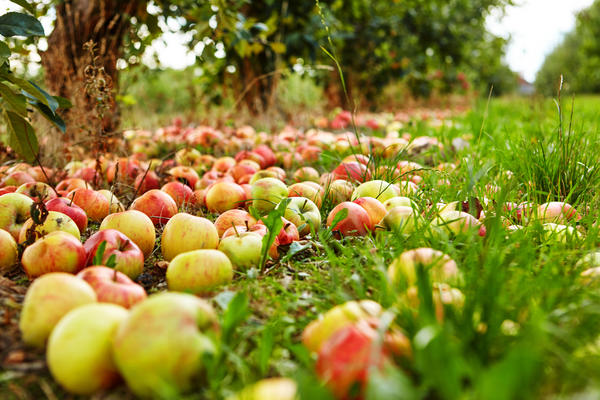 Когда собирать урожай яблок и как правильно его хранить