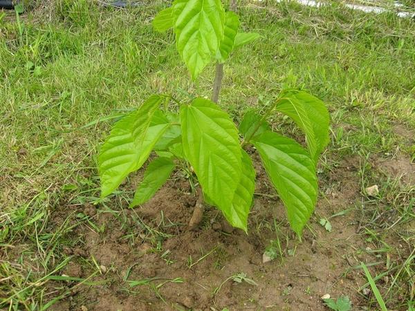 Шелковица (тутовое дерево): сорта, выращивание, уход
