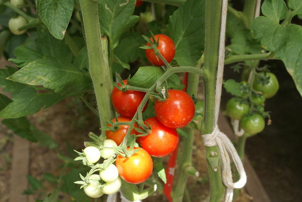 Помидоры черри - вишенки томата