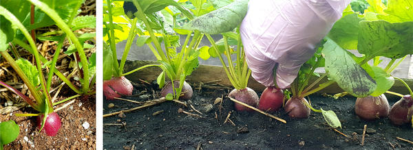Редис 'Фиолетовая королева': шаг длиною в 23 дня, или От настоящих листьев до образования корнеплодов