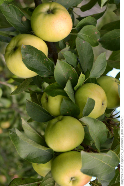 Колонновидные яблони в Нечерноземье: сорта, особенности выращивания. Рецепт варенья с яблоками