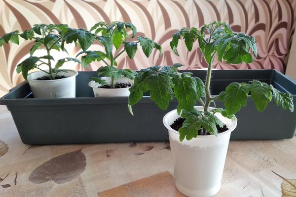 Выращиваем томаты на подоконнике: от посева до первой перевалки