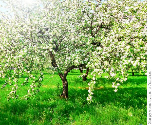 Как повысить урожайность яблонь. Советы от опытных садоводов