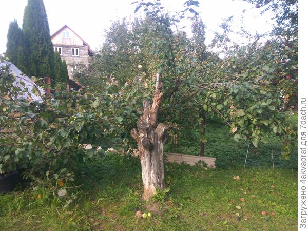 Яблоня сорта 'Имрус' борется за жизнь и продолжает радовать урожаем очень вкусных яблок