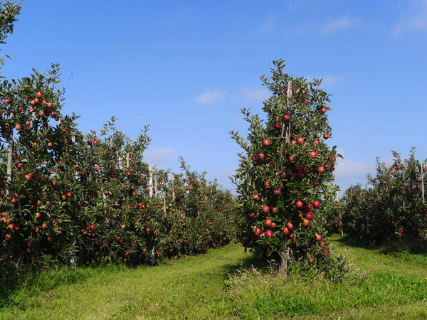 Колоновидные яблони: особенности, описание сортов