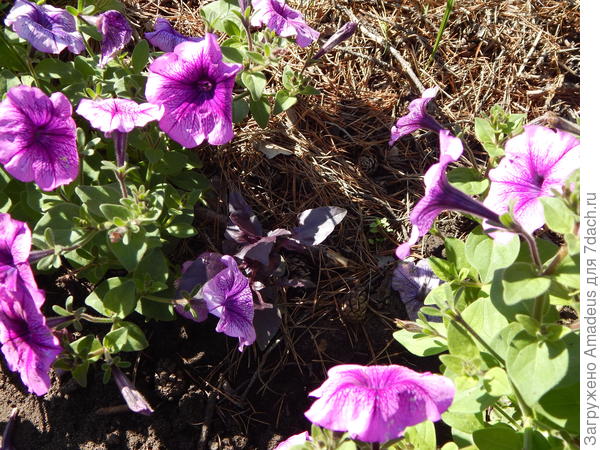 Базилик Фиолетовый. Сбор урожая
