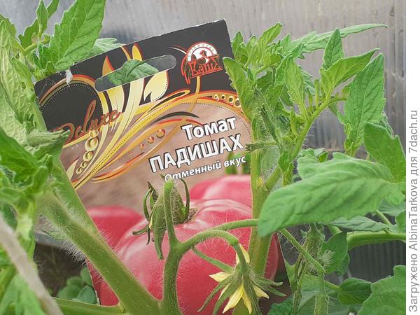 Подвожу итоги июня: томаты 'Падишах', 'Рубинчик' и 'Быстренок' показали себя с хорошей стороны