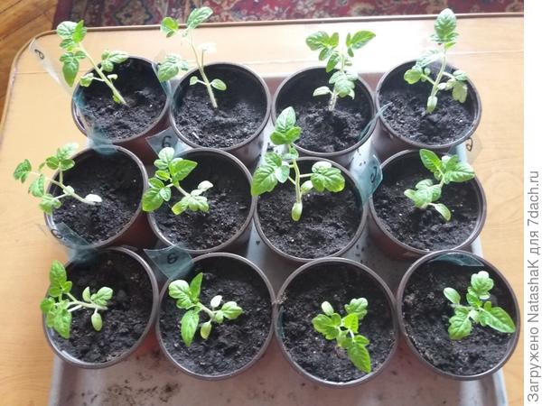 Мини-помидоры в мини-парнике - маленькая радость садовода