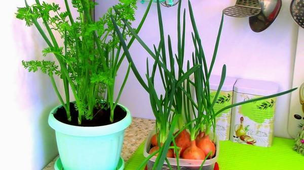 Огород на подоконнике: выращиваем лук, чеснок и морковь на зелень. Видео