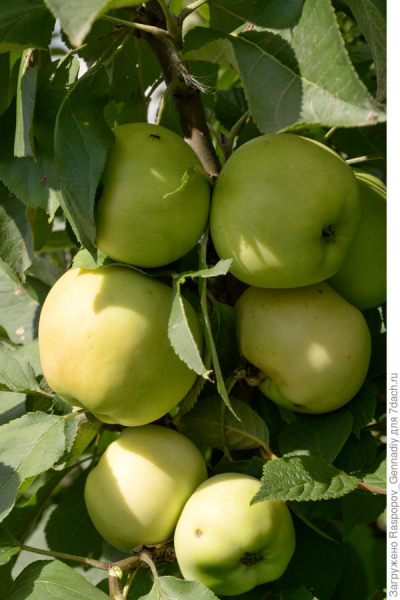 Колонновидные яблони в Нечерноземье: сорта, особенности выращивания. Рецепт варенья с яблоками