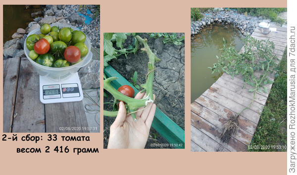 Чёрный, красный, золотой - всех попробуем гурьбой! Мы уже продегустировали свои томаты от "Аэлиты"!