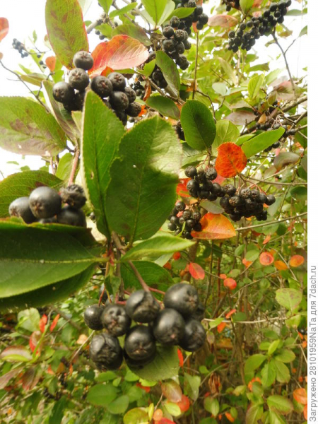 Черноплодная рябина Черноокая. Стабильный урожай на протяжении 20 лет. Фото