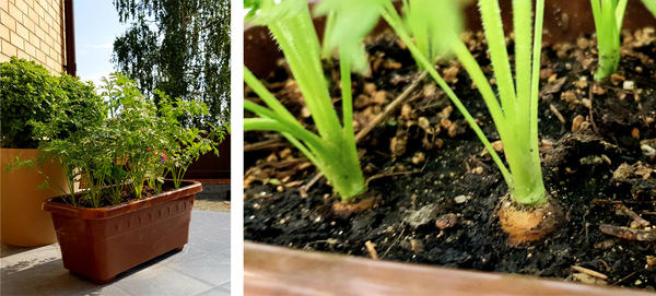 Морковь 'Парижская каротель': от листочка до формирования корнеплода один шаг. Шаг длиною в 30 дней