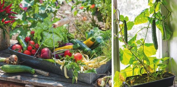 Сад и огород в контейнерах: выбор растений, грунта, полив