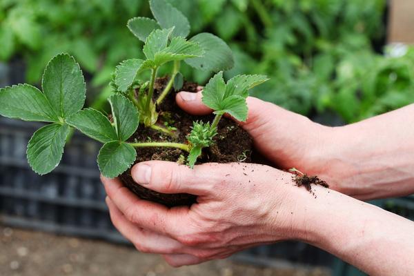 Весенняя рассада земляники садовой (клубники): как определить качество, как подготовить к пересадке