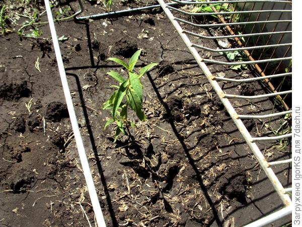 Выращиваем персик из косточки. Рекомендации опытного садовода. Фото