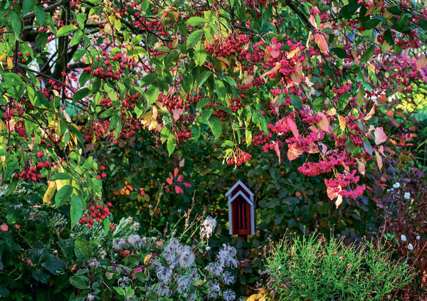 Деревья и кустарники с яркими плодами: осенние самоцветы в вашем саду
