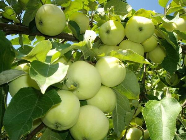 Старые сорта яблони народной селекции: описание, фото