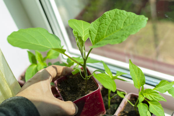 Огород на подоконнике: посев семян овощей