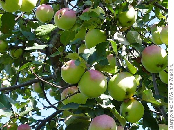 Яблоня: посадка, обрезка, размножение и сорта