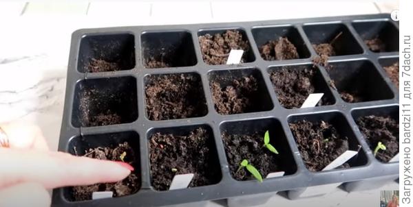 Проращивание семян перца в холодной и горячей воде. Видео