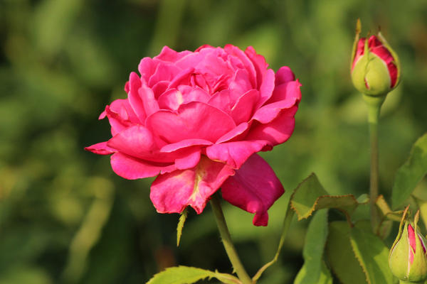 Основные ошибки при покупке и посадке роз и как их исправить