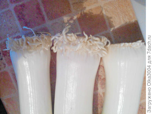 Выращиваем лук-порей из магазинного в домашних условиях. Опыт укоренения. Фото