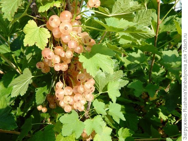 Смородина розовая Чудесная: выращивание, уход, особенности плодоношения