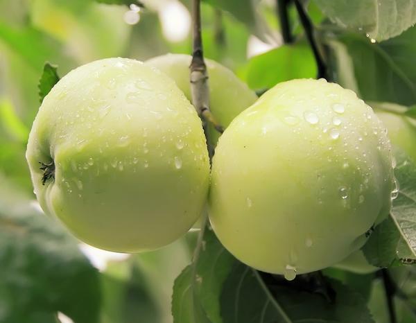 Яблоня: посадка, обрезка, размножение и сорта
