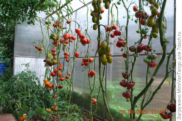 Томаты от "Русского Огорода" - урожайны в любую погоду