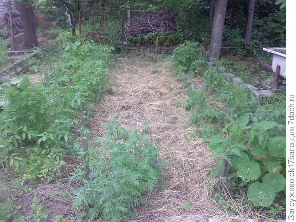 Вот такой мой "органический огород" в середине июня