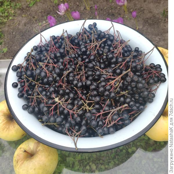 Черноплодная рябина Викинг в нашем саду: ошеломляющий урожай-2021