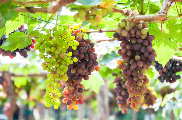 Выбираем хорошие саженцы винограда, или Как вести себя на рынке, чтобы вас не обдурили