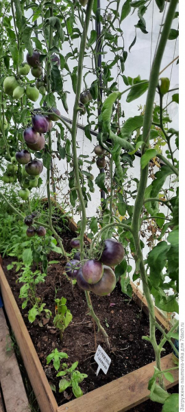 'Черничный пломбир' - томат со сливочным вкусом. Плодоношение. Фото