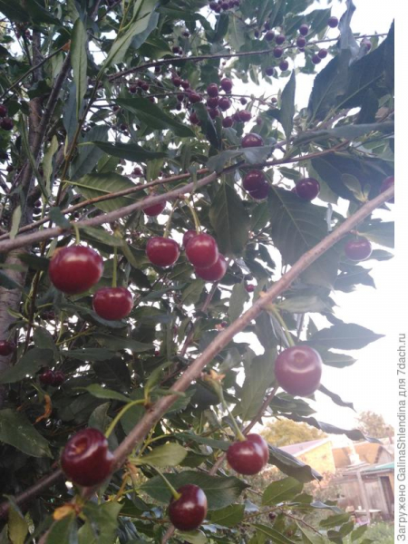 Биопрепарат "БиоГумат" - удобрение для плодовых деревьев. Весенняя и летняя подкормки вишни