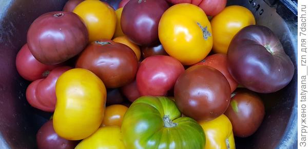 Выбор сортов и гибридов томатов для выращивания в теплице в 2021 году