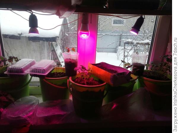 Эксперимент начинающего садовода. Огород на окне и фитолампа мне в помощь