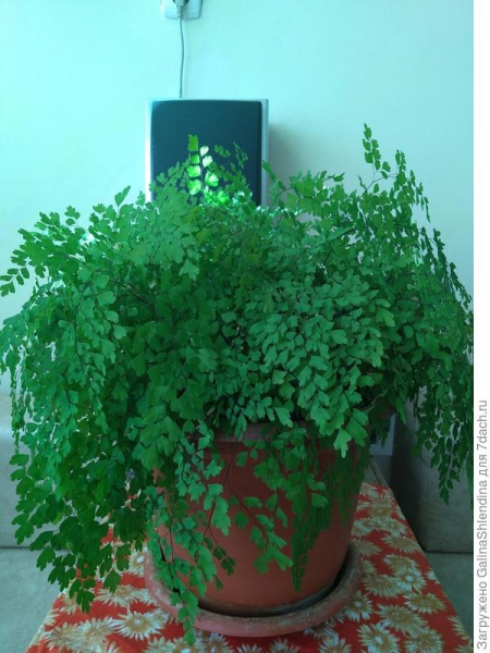 Папоротник адиантум: описание растения, выращивание в комнатных условиях, уход. Фотографии