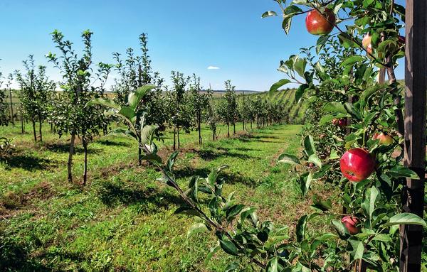 Яблоневый сад: как не ошибиться с выбором саженцев
