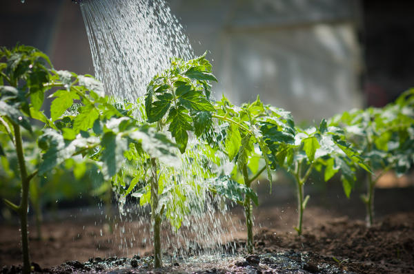 Правильный полив огорода: нужна ли теплая вода