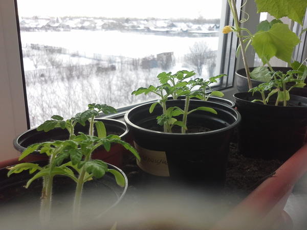 Как вырастить томаты на подоконнике: посев, выращивание рассады