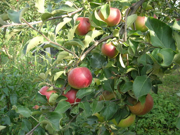 Старые сорта яблони народной селекции: описание, фото