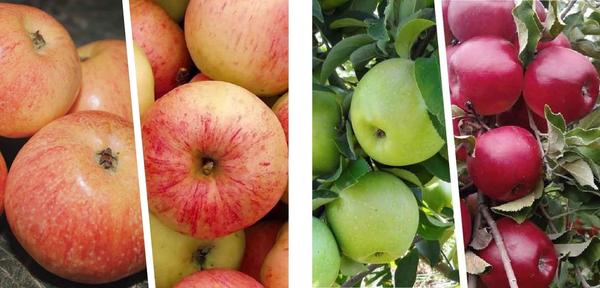 Саженцы плодовых культур: как выбрать сорт для своего сада
