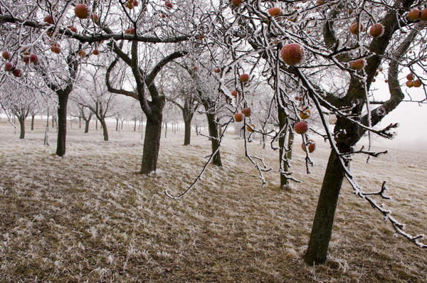 Осенний уход за яблоней: обрезка, побелка, внесение подкормки, борьба с вредителями