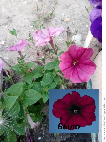 Цветение самосева от гибридных петуний, сходство и различие. Фотографии