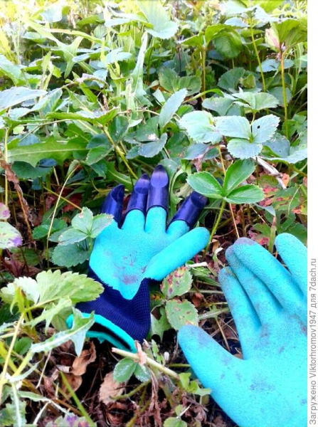 Тестирование перчаток Garden Genie Gloves. Тест 7: подготовка грядок с клубникой к зиме