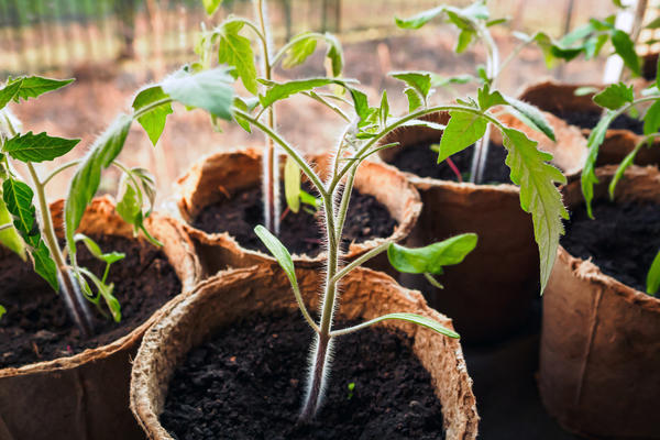 Выращивание рассады томатов: ошибки и проблемы