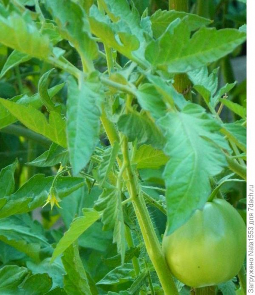 Серебряная вода для помидоров: как я спасла рассаду томатов